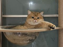 -喵zoo家庭繁育猫舍(尖东智能花园店)