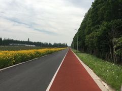 -上海长兴岛郊野公园