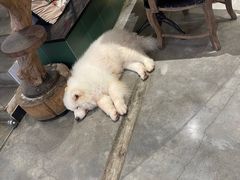 -more than meow吴止猫主题餐厅(承德 中船汇店)