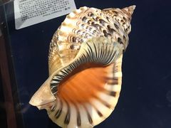-青岛贝壳博物馆