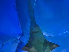 -悉尼海洋生物水族馆