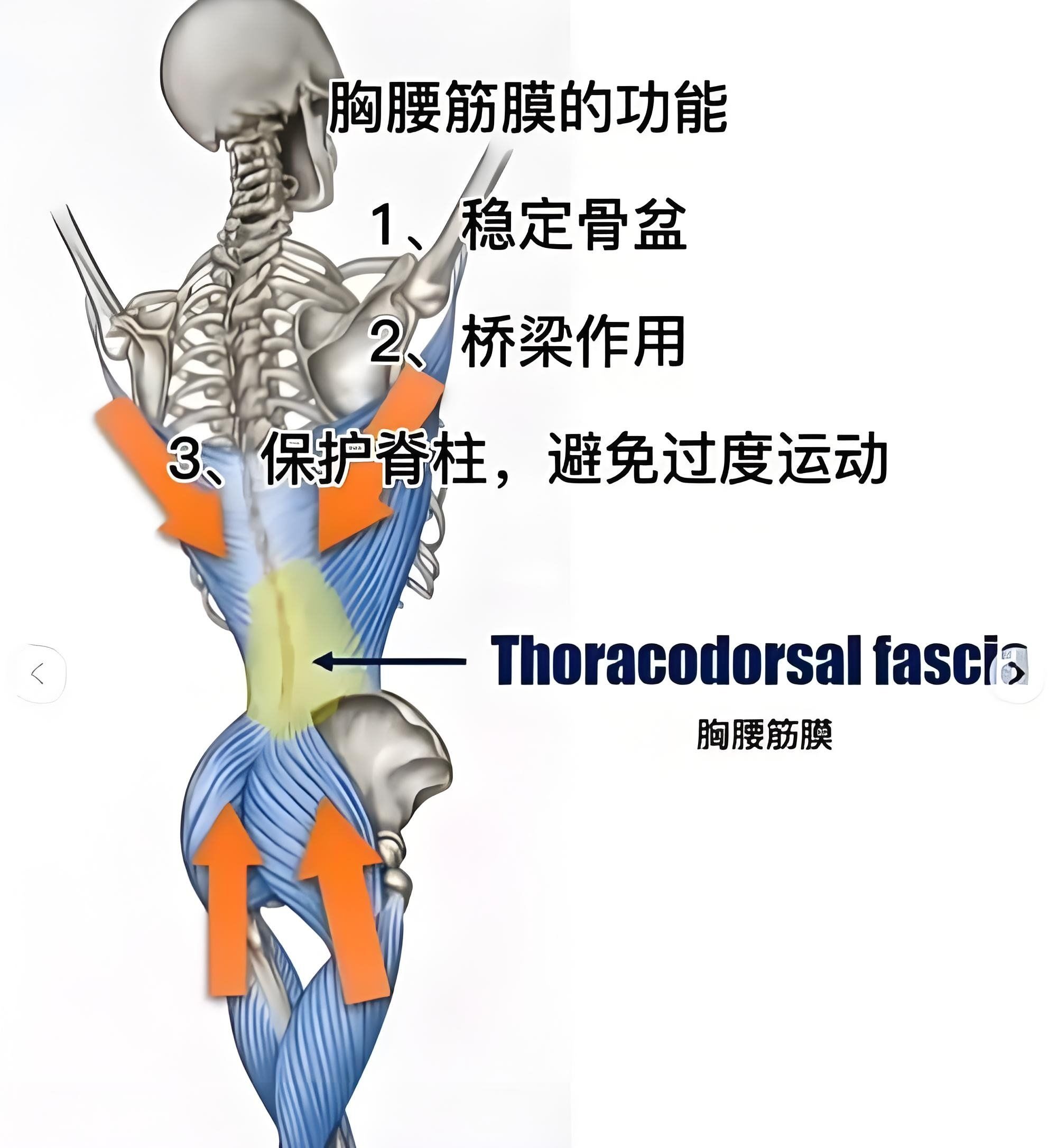 向下延伸至骶骨 包括背阔肌 下后锯肌 腹部内斜肌和腹横肌的筋膜和