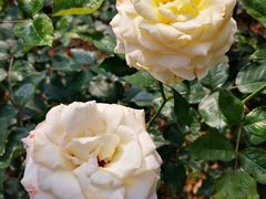 -人民公园(罗湖区)