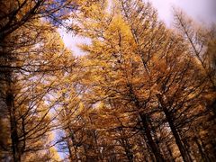 -塞罕坝国家级自然保护区