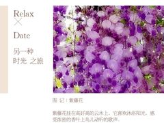 -嘉定紫藤园