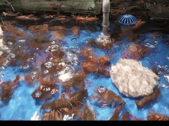 -亚马逊蒸汽活海鲜自助(LCM置汇旭辉广场店)