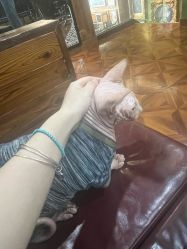 -雲艺刺青·洗纹身