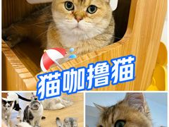 -有喵·猫咖·狗咖·30几只猫10只小狗(岗厦店)