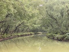 -大湾区中央湿地公园