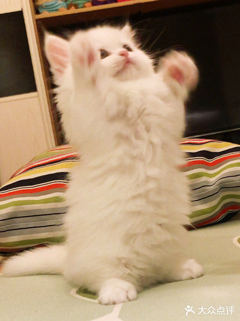 这是一只超“凶”的小猫咪！