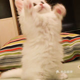 这是一只超“凶”的小猫咪！