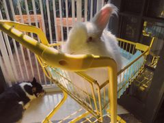 -猫色咖啡·猫咖