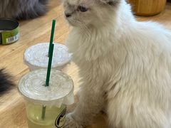 -楼上猫咖(罗湖店)
