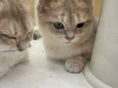 -胖哥俩肉蟹煲(中原万达店)