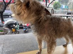 -艾贝尔宠物医院 ·中兽医·宠保定点(北门桥店)