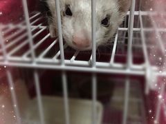-雨林宠物医院 非犬猫异宠专科