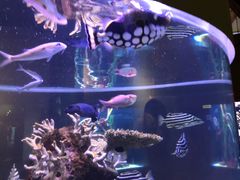 -西雅图水族馆