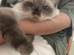 -喵喵咪呀布偶猫咖(春熙路店)