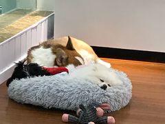 -汪说·狗咖·拼豆·宠物周边DIY(旺城大厦店)