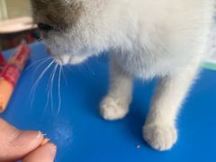 -瑞派申生动物医院·24H夜诊·国际动物医疗中心·骨外科(吴中路店)