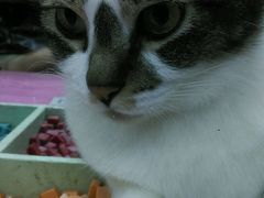 -瓦匠工社·马赛克·积木拼图·亲子手工DIY