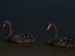 -上海野生动物园