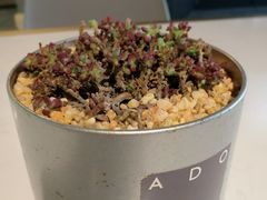 -ADO KAFE(大学城店)