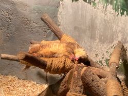 -Zoolung Zoolung动物主题公园(海信广场店)