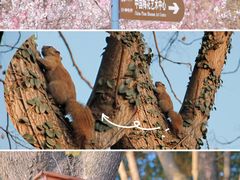 -梅花山(明孝陵内)