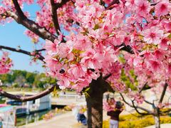 -新江湾城公园
