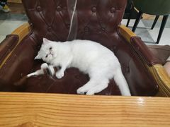 -猫小院猫主题餐厅(三里屯店)
