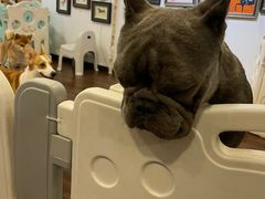 -柯斗斗主题餐厅·狗咖·围炉煮茶·茶饮(国瑞升平里店)