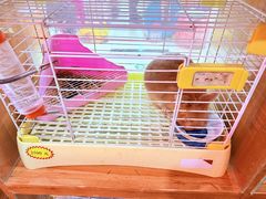 -宠物兔专门店(天丰利市场店)