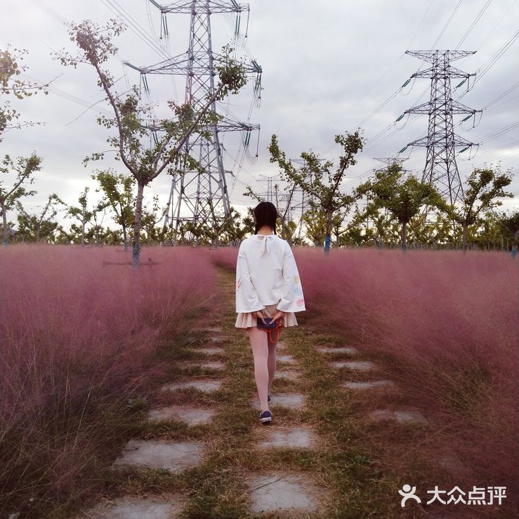 粉黛乱子草