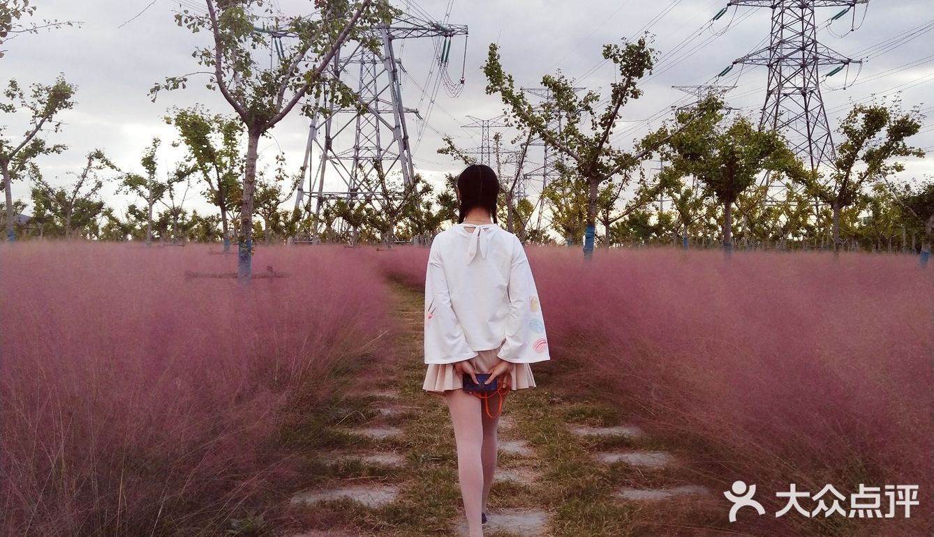 粉黛乱子草