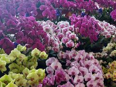 -大自然花鸟鱼虫市场