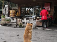 -青城甲(青城山店)