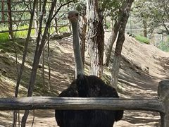 -青藏高原野生动物园