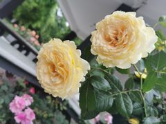 -大关公园