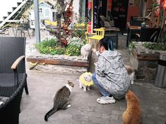 -喵屿·大理花园猫咖