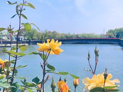 -上海鲜花港