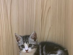 -屋虎猫馆(宝安大仟里店)