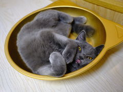 -猫和宫(六道口店)
