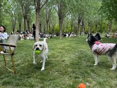 -爪吧宠物乐园 (温榆河示范区店)