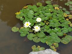 -深圳仙湖植物园