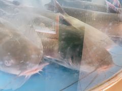 -蜀滋香鲜鱼美蛙火锅(339店)