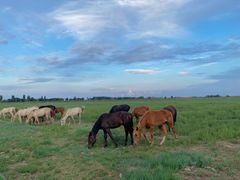 -敕勒川草原文化旅游区