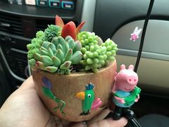 -龙大花卉苗木市场