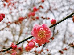 -杭州植物园