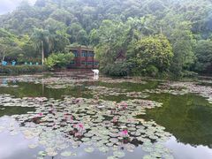 -野象谷景区